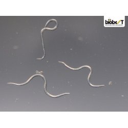 Nematoder til kkkenhaven