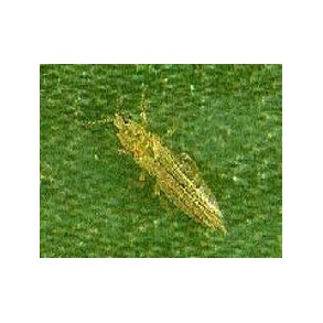 Mod Trips (Tordenfluer)