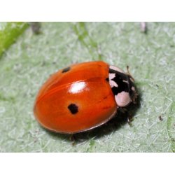 Toplettede Mariehns, 100stk larver