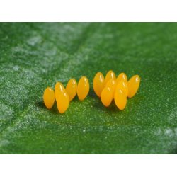 Toplettede Mariehns, 100stk larver