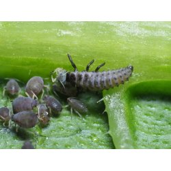 Toplettede Mariehns, 100stk larver