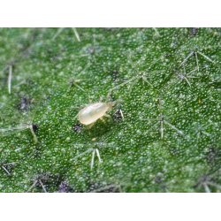 Californicus-rovmide smposer 10stk