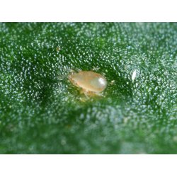 Tripsrovmide smposer 10stk