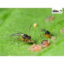 BLADLUSGALMYG OG -SNYLTEHVEPSE