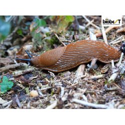 FERRAMOL inkl. fragt