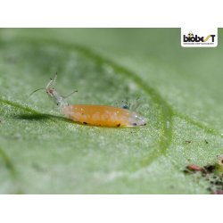 BLADLUSGALMYG OG -SNYLTEHVEPSE