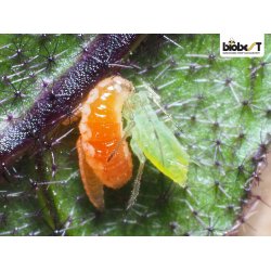 BLADLUSGALMYG OG -SNYLTEHVEPSE