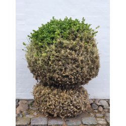 LARVEX - MOD LARVER AF SOMMERFUGLE OG BUKSBOM-HALVML 