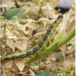 LARVEX - MOD LARVER AF SOMMERFUGLE OG BUKSBOM-HALVML 