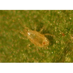 CALFORNICUS-ROVMIDER 5000stk