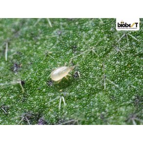 CALFORNICUS-ROVMIDER 5000stk