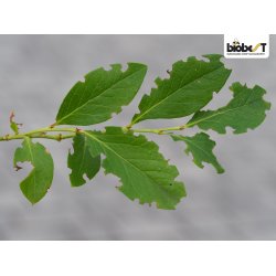 NEMATODER MOD �RESNUDEBILLER