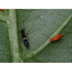 Franklino rovtrips 150stk