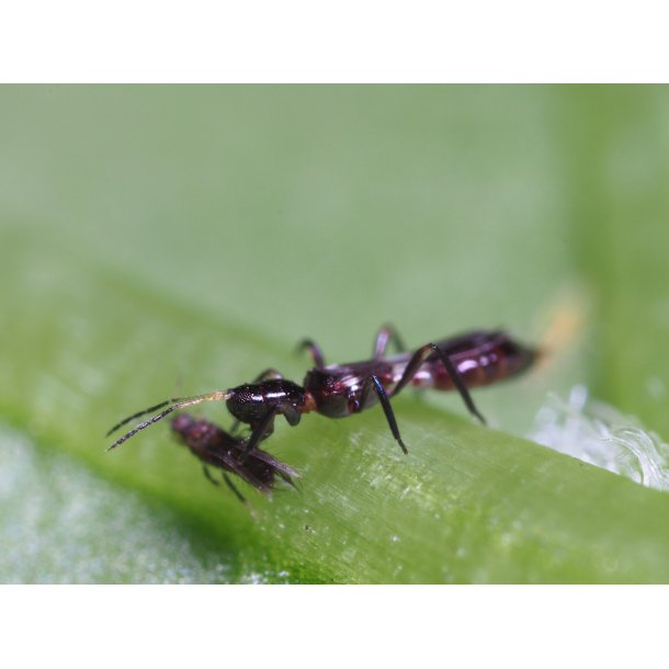 Franklino rovtrips 150stk