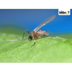 BLADLUSGALMYG OG -SNYLTEHVEPSE