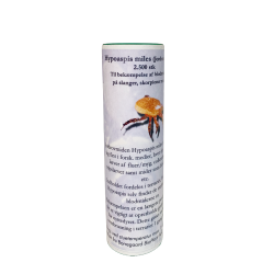 HYPOASPIS JORDROVMIDE