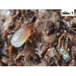 HYPOASPIS JORDROVMIDE