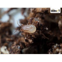 HYPOASPIS JORDROVMIDE