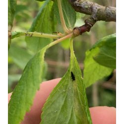 Toplettede Mariehns, 100stk larver