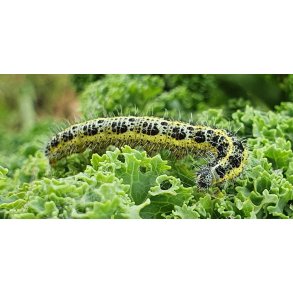 LARVEX - MOD LARVER AF SOMMERFUGLE OG BUKSBOM-HALVML 