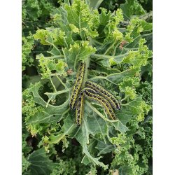 LARVEX - MOD LARVER AF SOMMERFUGLE OG BUKSBOM-HALVML 