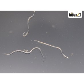 NEMATODER MOD SRGEMYG