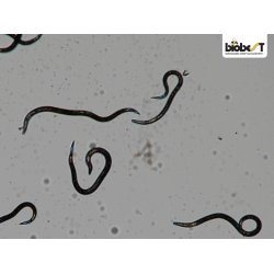 NEMATODER MOD STANKELBENSLARVER 250 mio
