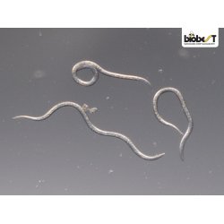 NEMATODER MOD �RESNUDEBILLER