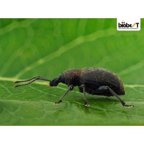 NEMATODER MOD �RESNUDEBILLER