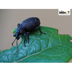 NEMATODER MOD �RESNUDEBILLER