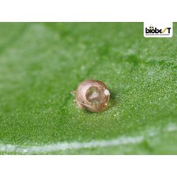 BLADLUSGALMYG OG -SNYLTEHVEPSE