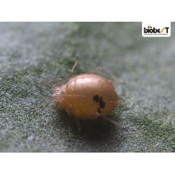 BLADLUSGALMYG OG -SNYLTEHVEPSE