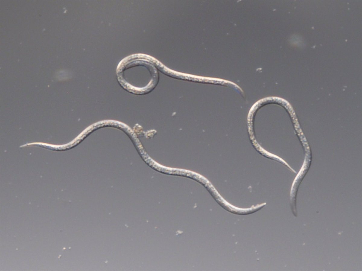 Nematoder mod Gåsebiller ('Nemagreen')