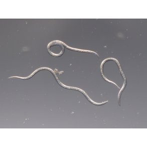 NEMATODER MOD GSEBILLER ('NEMAGREEN')