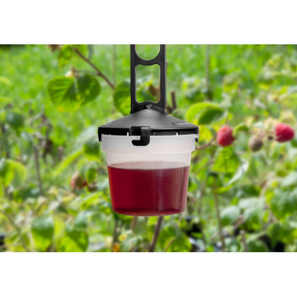 Frugtfluef�lde til b�r