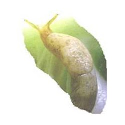 NEMATODER MOD SNEGLE 