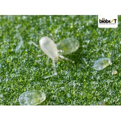 Swirskii-rovmide smposer 10stk