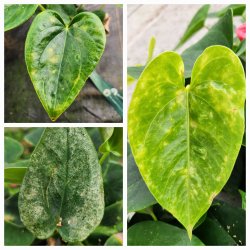 Franklino rovtrips 150stk