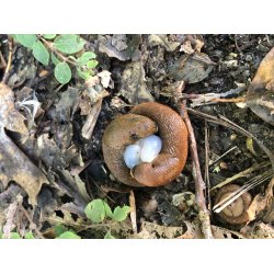 NEMATODER MOD SNEGLE 