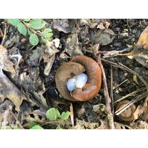 NEMATODER MOD SNEGLE 