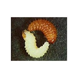 NEMATODER MOD �RESNUDEBILLER