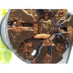 NEMATODER MOD SNEGLE 