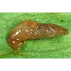 NEMATODER MOD SNEGLE 