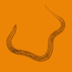 NEMATODER MOD SNEGLE 