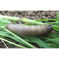 NEMATODER MOD STANKELBENSLARVER 250 mio