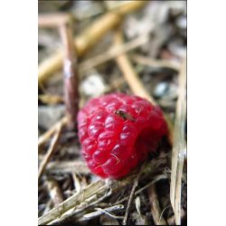 Frugtfluef�lde til b�r