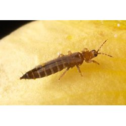 Tripsrovmide smposer 10stk